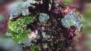 Самый странный живой организм на планете  Лишайники и их особенности