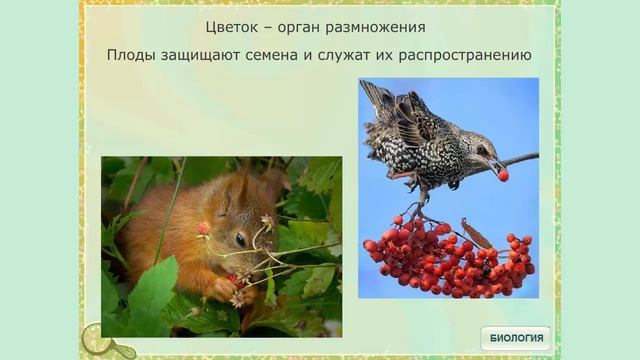 Покрытосеменные. Общая характеристика смотреть онлайн