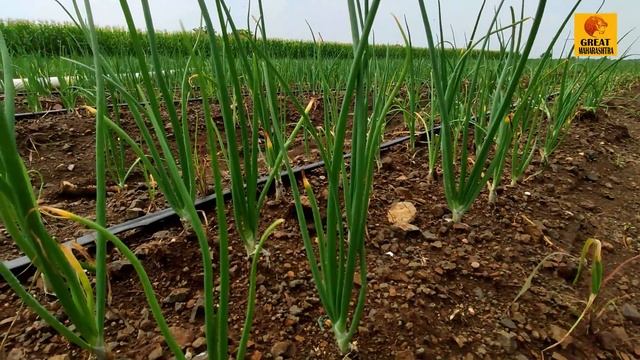 पावसाळी कांदा लागवड कशी करावी ? माहिती व मार्गदर्शन | kanda lagwad | onion cultivation maharashtra смотреть онлайн