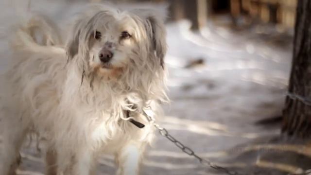 Приют "Ласка". Социальный ролик. смотреть онлайн