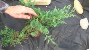 Можжевельник Грей оул. Второй сезон.