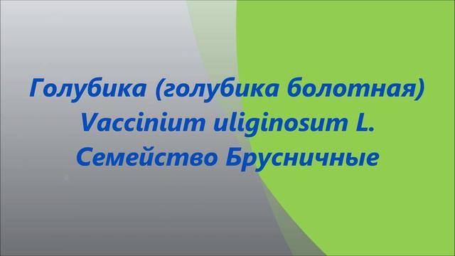 Домашняя аптечка для питомцев. Черная смородина и голубика болотная. смотреть онлайн