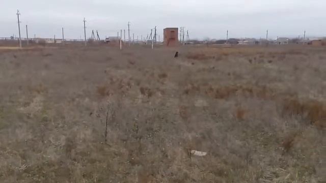 Обучение дратхаара на выдержку с подзыванием по команде камне . смотреть онлайн