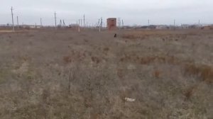 Обучение дратхаара на выдержку с подзыванием по команде камне .