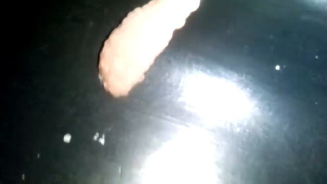 Новая кладка икры ампулярии 2