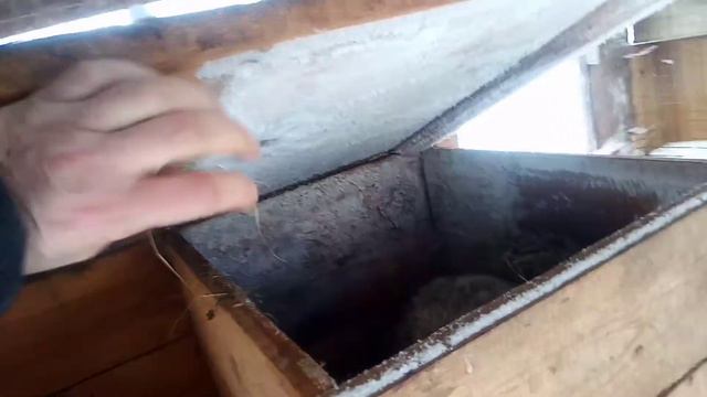 Здоровое питание для любимой Мордочки 😁! Обед енота. смотреть онлайн