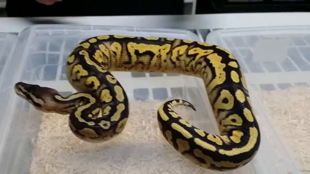 Morph Spolight - Bongo Ball Pythons - Episode 2 смотреть онлайн