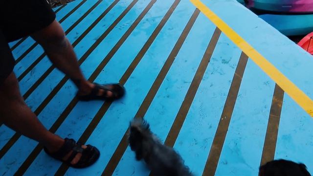 DogVlog. Катание на каяках с йоркширским терьером (поездка на каяках с собакой в Одессе) смотреть онлайн