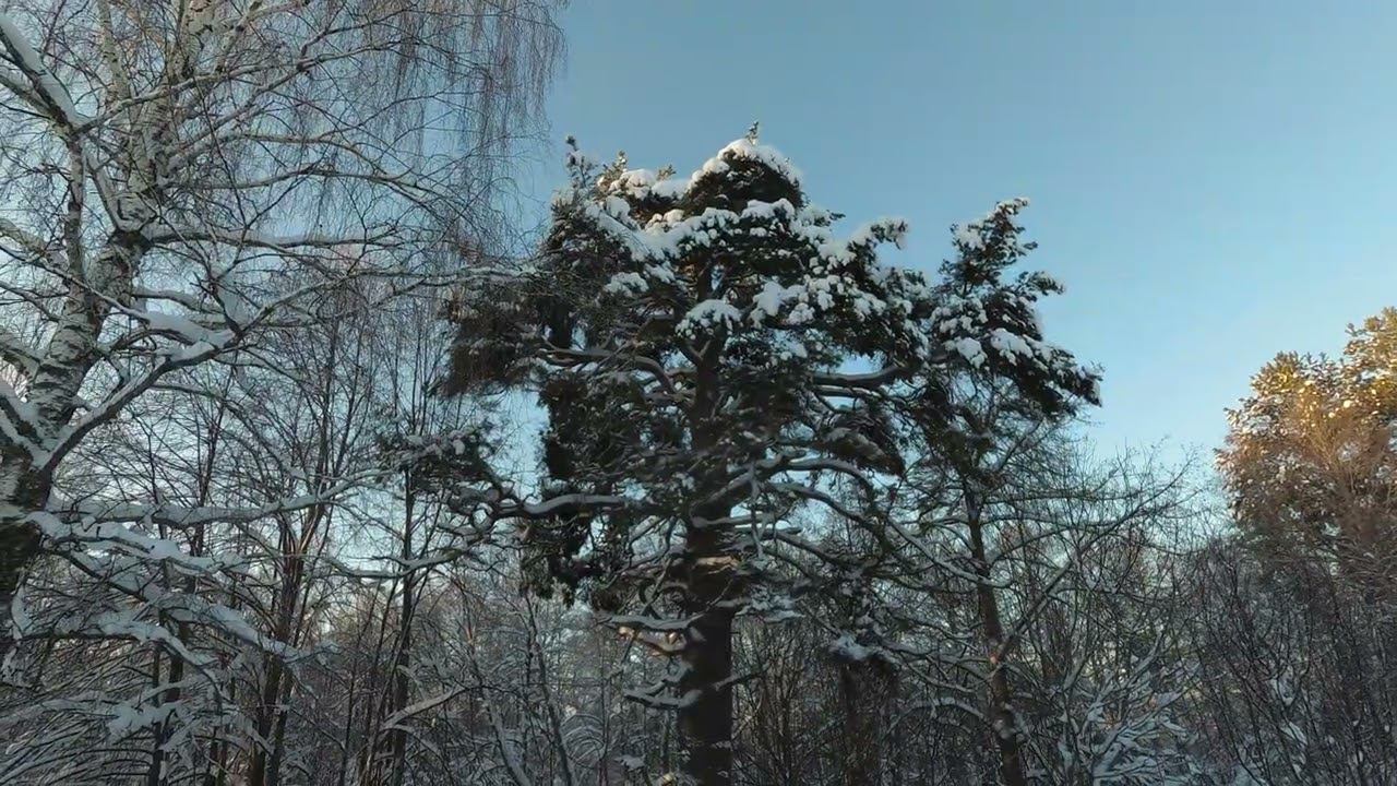 Улангерская сосна YI087401