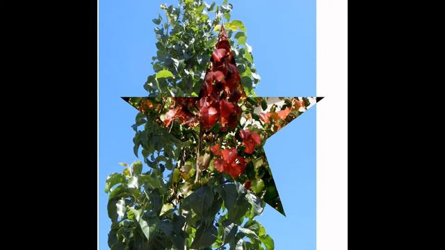 ГРУША  (PYRUS)  сем. Розоцветные