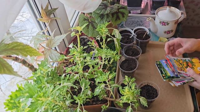 Будни дачницы | Прорастают быстро, главное - успеть посадить | Полосатыш не взошёл #семена #рассада