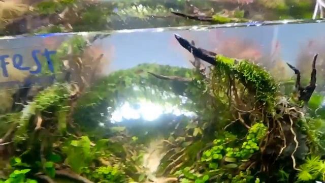 Что такое аквариум в современном европейском стиле? смотреть онлайн