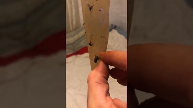 Ловим мух! смотреть онлайн