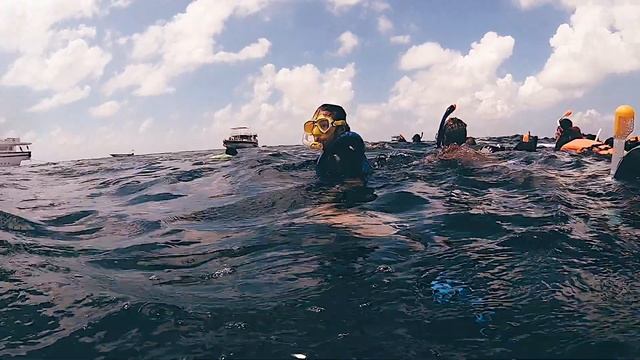 КИТОВАЯ АКУЛА НА МАЛЬДИВАХ смотреть онлайн