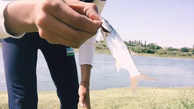 Рыбалка на Сырдарье в городе Бекабад (Baliq Ovi Bekobod Shahrida Sirdaryo) Рыбалка в Узбекистане