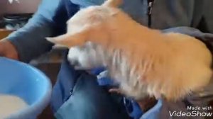 Кормление новорожденных козлят