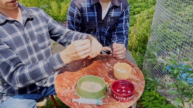 Кормление голубя запаренным зерном - мудрые советы + лайфхак - как покормить, если сам не может