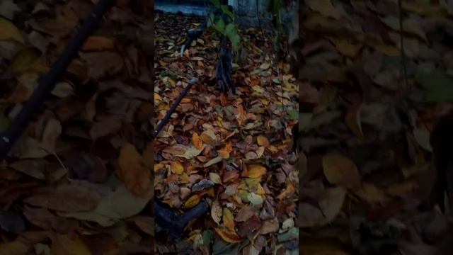Кот гуляет по двору:-) смотреть онлайн