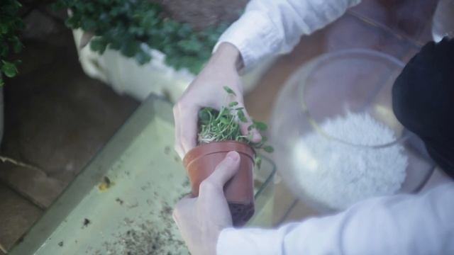 Hydrocotyle Verticillata