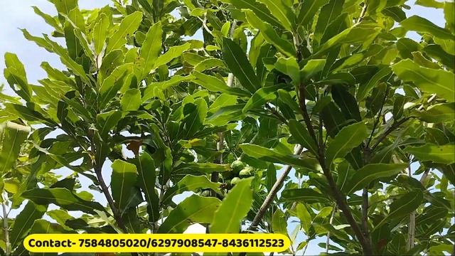 Macadamia Nut Plant || Macadamia Nut Farming in India || why so Expensive Macadamia Nuts in India | смотреть онлайн