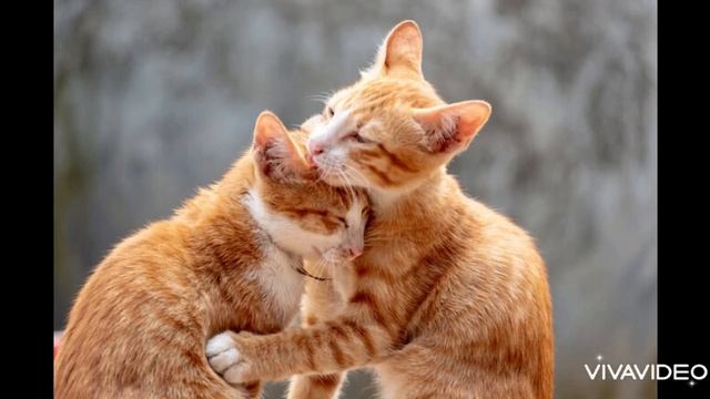 Кошка зовет кота. Звук кошки. Звук для кота. Как мяукает кошка. Animal sounds. Cat. Cats. Kitten смотреть онлайн