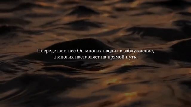 СУРА 2 «КОРОВА» | МУХАММАД АЛЬ-ЛЮХАЙДАН смотреть онлайн