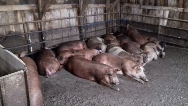 Затеяли уборку в курятнике, вывезли 24 тачки навоза. Пересчитали кур. смотреть онлайн