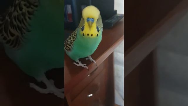 Волнистый попугай хорошо разговаривает, ВЫКОРМЫШ смотреть онлайн
