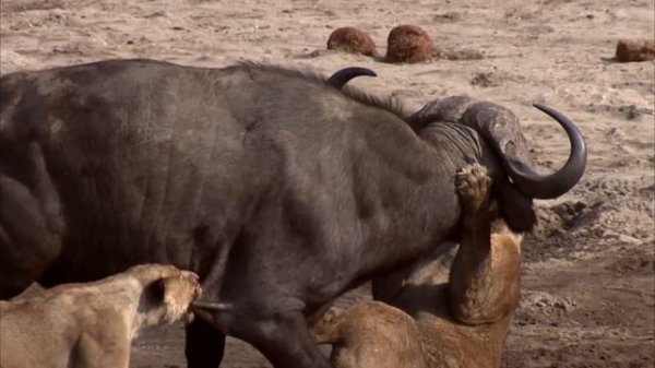 Predator's Playground - A Struggle for Life & Death | Free Documentary Nature