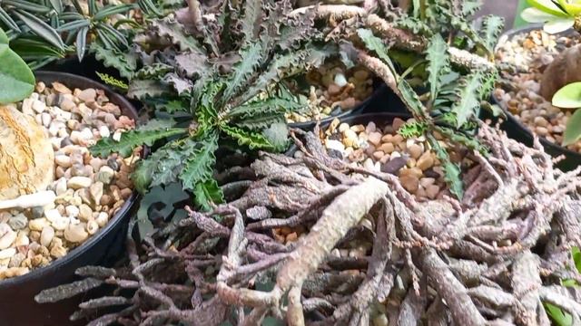 В гостях у Альбины Лахно смотреть онлайн