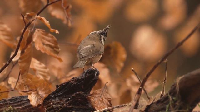 Focus Music for Work and Studying - Enchanting Autumn Forests with Beautiful Piano Music #18 смотреть онлайн