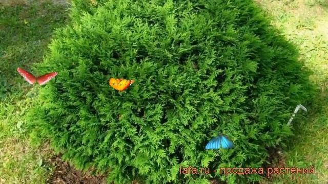 Туя западная Хозери (thuja occidentalis hoseri) ? туя Хозери обзор: как сажать саженцы туи Хозери смотреть онлайн