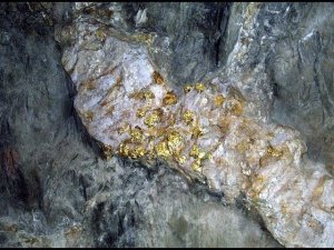 Золотая жила, золото в каждом лотке!