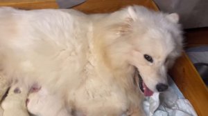 Тяжёлые роды собаки: кесарево, 9 щенков, восстановление