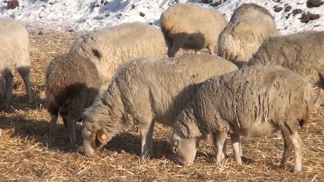 Развитие животноводства в Иркутской области смотреть онлайн