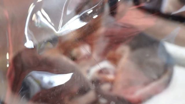 Абиссинская кошка Abyssinian любовь кошек love cats смотреть онлайн