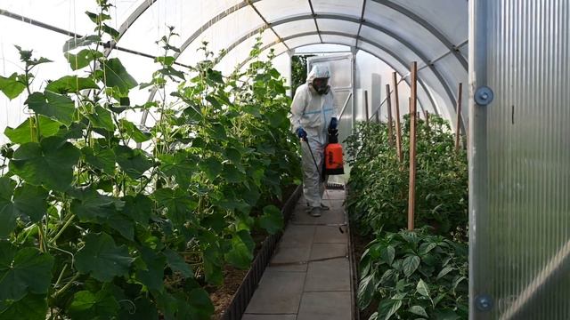 Безопасная обработка парника от муравьёв смотреть онлайн