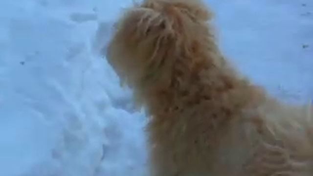Огненая собака в сибирском лесу!!!) смотреть онлайн
