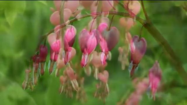 5PK Dicentra spectabilis 'Bleeding Hearts' Roots смотреть онлайн