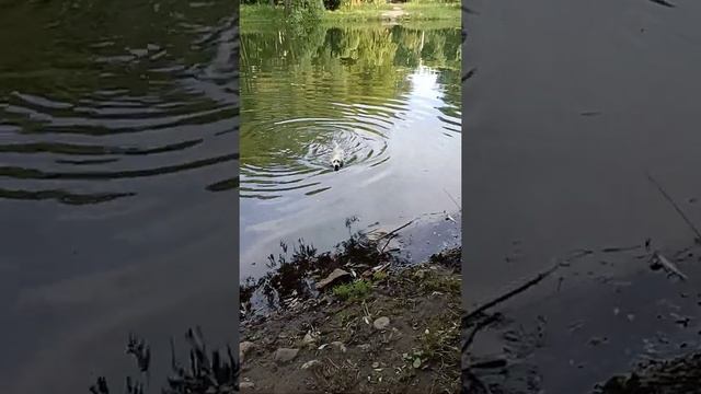 Стараемся немножко отмыть счастливую собаку смотреть онлайн