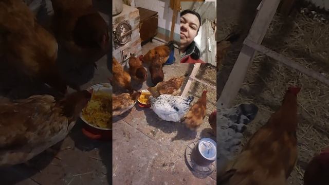 годую курочек. дощі. чим годуємо курей. рахую яйця