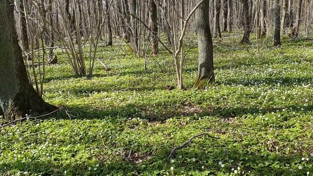 Зоопарк в Таллинне.Эстония.Зоопарк в пандемию удивил природой и отсутствием зверей.Потаенные места смотреть онлайн