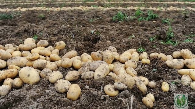 Сорт картофеля «Акцент» смотреть онлайн