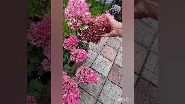 Обзор гортензии в моём саду. Часть 3. смотреть онлайн