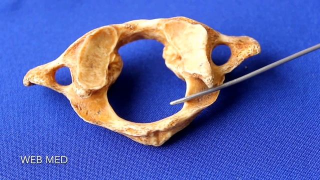 Первый шейный позвонок Atlas смотреть онлайн