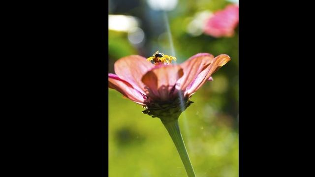 Nikon D3100 photos (Photography) with 55mm Kit Lens- I смотреть онлайн