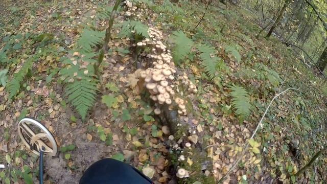 КОП с металлоискателем в лесу! смотреть онлайн