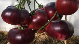 КОЛЛЕКЦИОННЫЕ СОРТА ТОМАТОВ ДЛЯ ТЕПЛИЦ, СУМАСШЕДШИЙ УРОЖАЙ 2024 часть 4