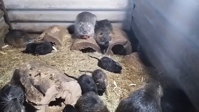Нутрия домашнее содержание. А выгодно ли содержать нутрий? смотреть онлайн