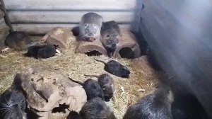 Нутрия домашнее содержание. А выгодно ли содержать нутрий?